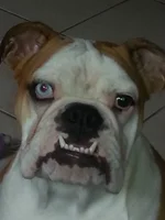 bubba 7.webp