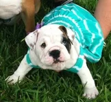 bella2.webp