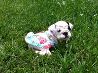 bella1.webp
