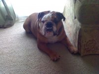 Dudley on floor next to chair.jpg