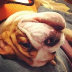 photo.webp