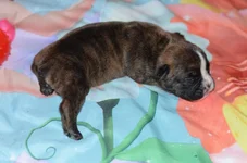 Milly 3 days old (1).webp