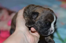 Milly 3 days old.webp