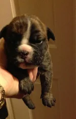 Milly 1 Week Old-1.webp