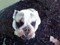 Dirty Face 1.webp