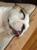 Harlea Sleeping (2).webp