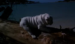 Tio snake Island 2.webp