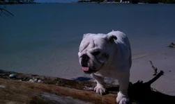 Tio Snake Island 3.webp