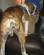 booty.webp