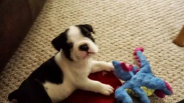 Logan6weeks.webp