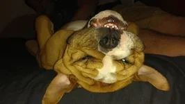 Upside down.webp