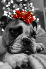 Ellie 1.webp