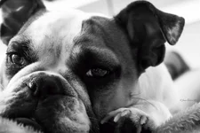 Ellie 2.webp