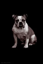 Ellie Mae 1.webp