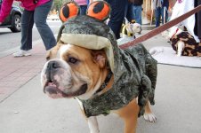 Otis the frog - 10-2013.jpg