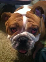 Buster3.webp