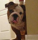 ImageUploadedByTapatalk1376022795.384856.jpg ImageUploadedByTapatalk1376022795.384856.jpg