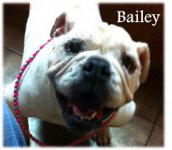 baileyiebr.jpg