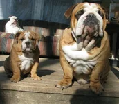 Loki and Bently.webp
