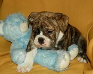image.webp