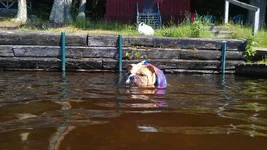 swim.webp