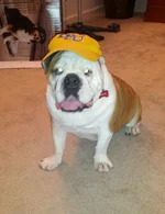 LSU Fan 2.webp