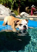 pooltoots1.webp