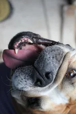 4977326706_c3c4a1957b_o.webp