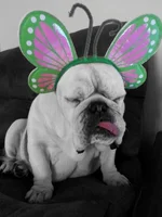 Joey the butterfly.webp