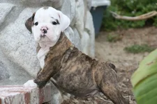 Baylee-Puppy.webp