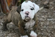 Baylee-Puppy.1.webp