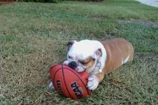 Nacho basketball.webp