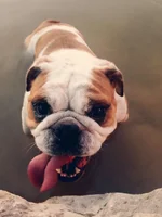 maggie3.webp