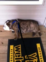 izzy3.webp