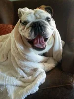 Mac laughing sm.webp