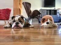 Rook&Bully.webp