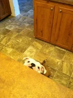 photo(11).webp