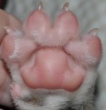 BaileyPaw.jpg
