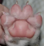 BaileyPaw.webp
