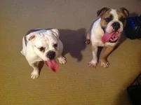 image.webp