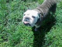 Lindy.webp
