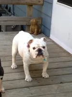 Miss Daisey.webp