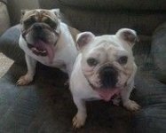 bonnie and bootsey eb pair ibr.jpg bonnie and bootsey eb pair ibr.jpg
