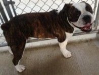 charlie eb ibr.jpg charlie eb ibr.jpg