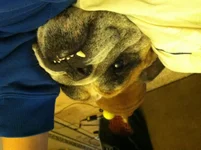 image.webp