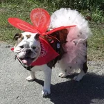 rube bal.webp