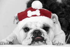 Orion Santa Paws.webp Orion Santa Paws.webp