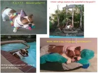 tank collage.webp