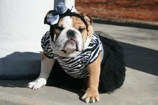 Dog Pics 074 (3).webp