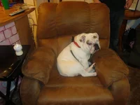 diesel in chair.webp